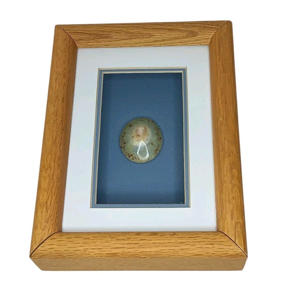 Seashell Shadow Box Framed Art Cream Blue By Cliff House Studios 8x6x2.5